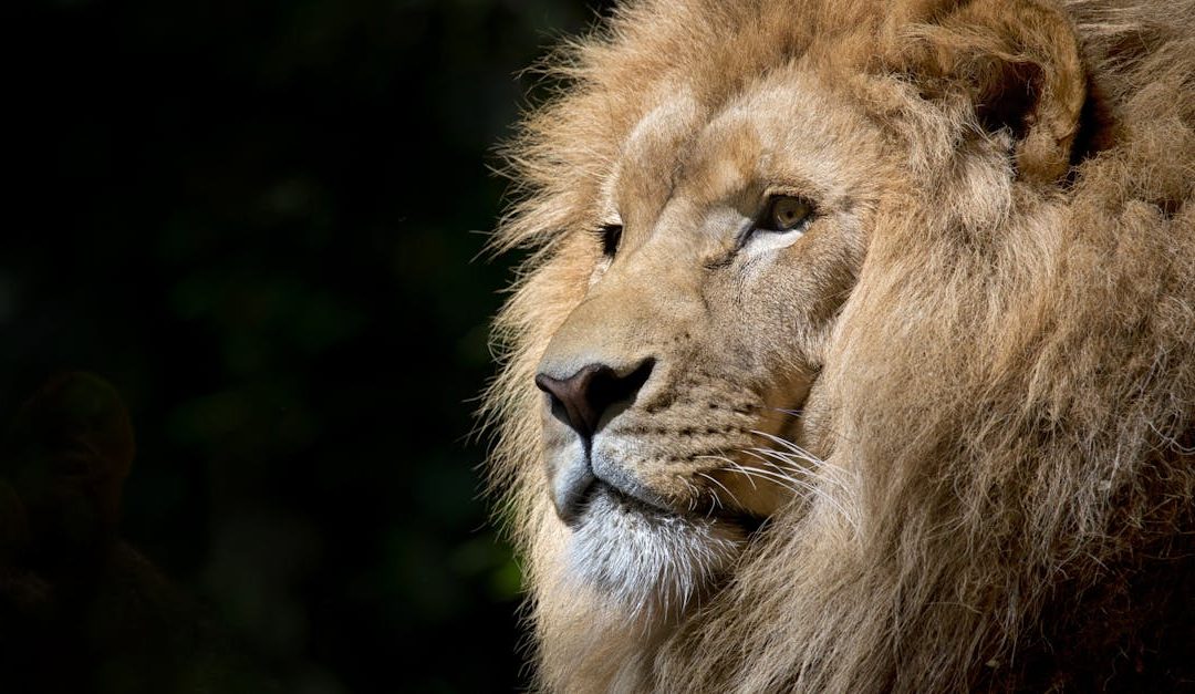 Watch Sky Arts Live IPTV